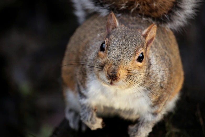 a squirrel standing on top of a tree stump, trending on pexels, renaissance, close - up of face, grey, male and female, amanda clarke