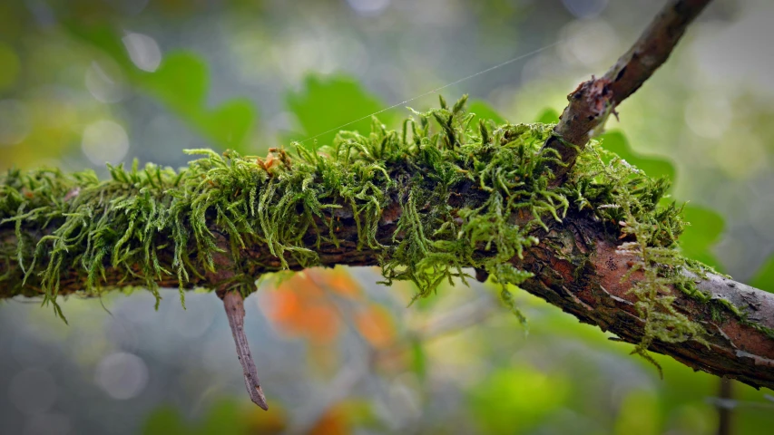 a close up of a mossy branch on a tree, a macro photograph, unsplash, slide show, natural realistic render, ignant, boreal forest