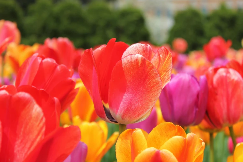 a field of red, orange and yellow tulips, pexels contest winner, pink and orange, instagram post, college, closeup