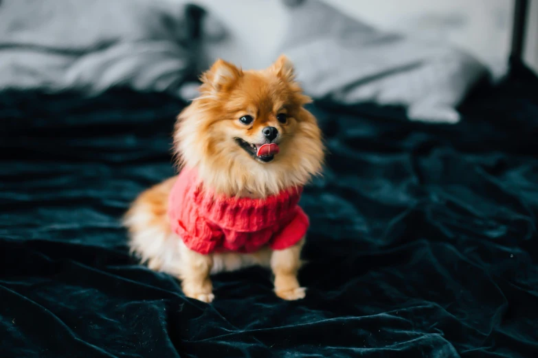 a small dog wearing a sweater sitting on a bed, by Julia Pishtar, pexels contest winner, pomeranian, red fabric, manuka, perfectly detailed