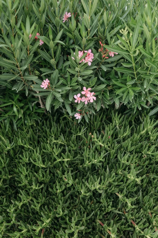 a close up of a plant with pink flowers, hedges, wide overhead shot, next to a plant, alexandros pyromallis