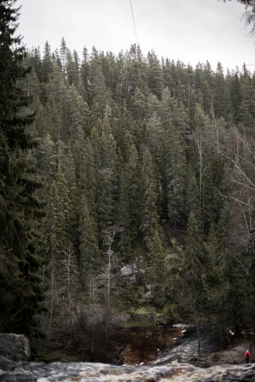 a man flying a kite over a river next to a forest, a picture, unsplash, tonalism, dense coniferous forest. spiders, ((trees))