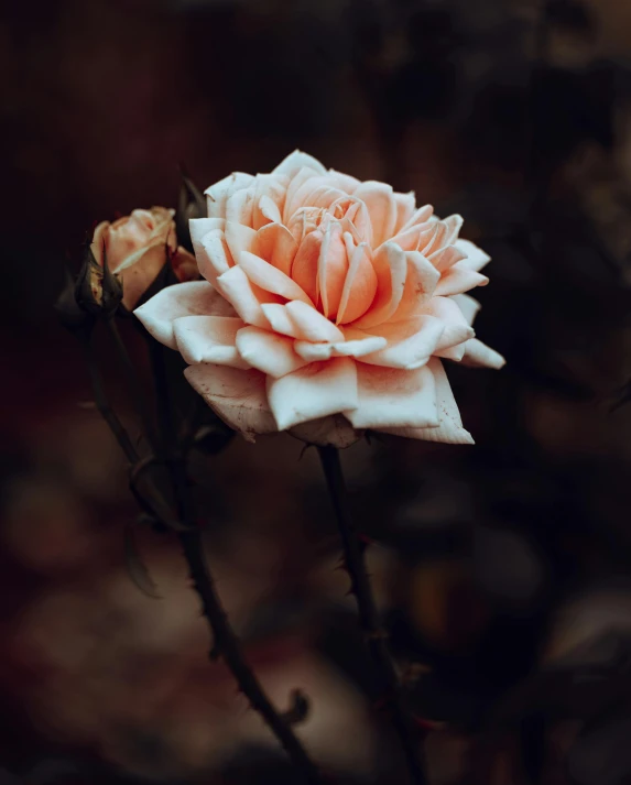 a close up of a flower on a stem, inspired by Elsa Bleda, unsplash, romanticism, crown of peach roses, dark and white, non-binary, tourist photo