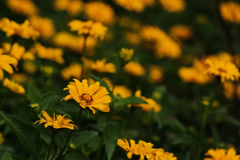 a field of yellow flowers with green leaves, by Carey Morris, unsplash, on a dark background, yellow-orange, modeled, no cropping