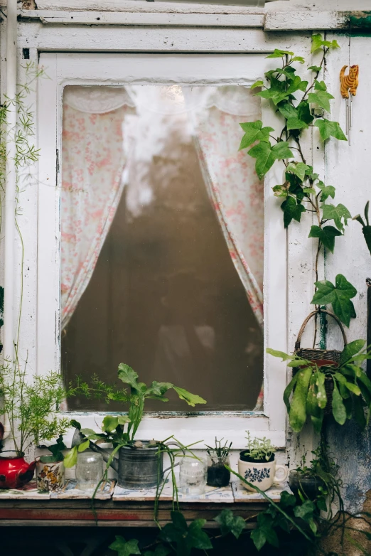 a window filled with lots of potted plants, unsplash, romanticism, smoke machine, vegetable foliage, doorway, quaint