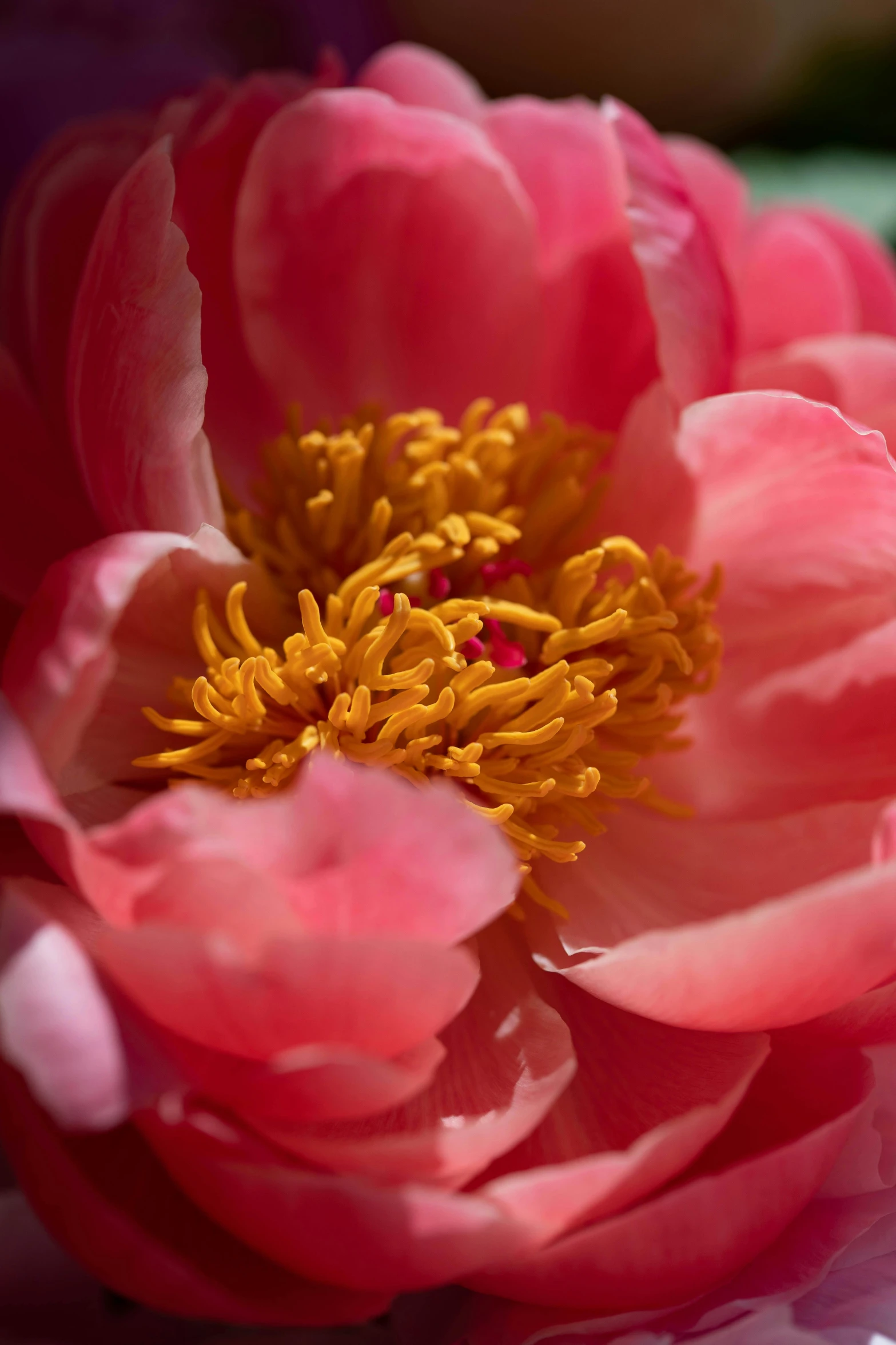 a close up of a pink flower on a table, inspired by Li Di, baroque, peony, faded red and yelow, growing, vibrant foliage