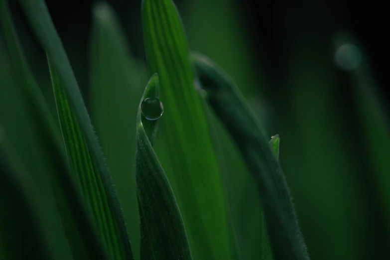 a close up of a green plant with water droplets, by Attila Meszlenyi, pexels contest winner, 4 k hd wallpapear, reeds, movie still 8 k, leaf green