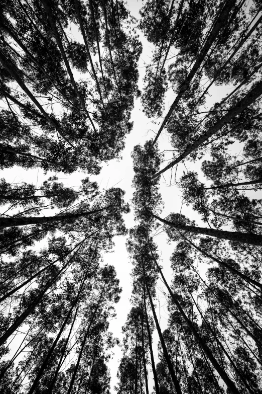 a black and white photo of a forest, by Daniel Gelon, worm's - eye view, eucalyptus, symmetrical artwork, ((forest))