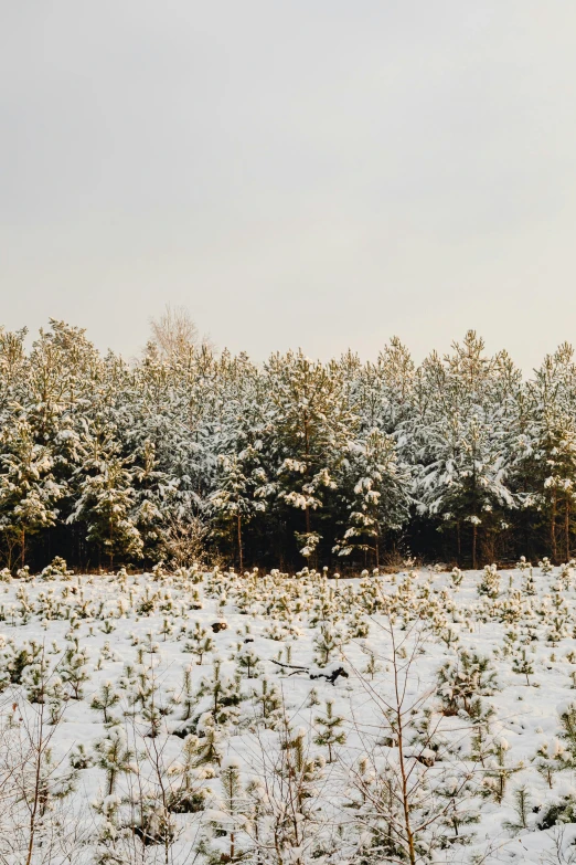 a snow covered field with trees in the background, an album cover, inspired by Isaac Levitan, unsplash, panorama view, the netherlands, pine, low quality photo