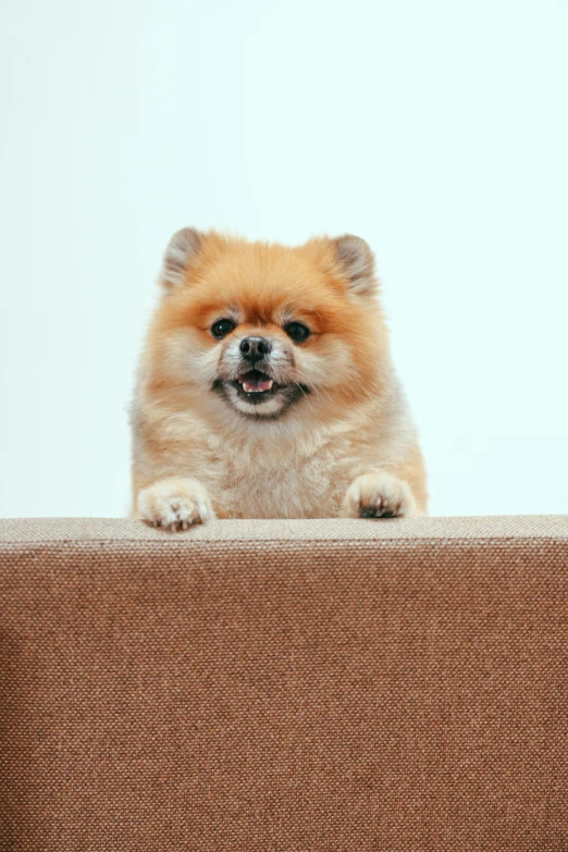 a small brown dog sitting on top of a couch, by Shiba Kōkan, trending on pexels, stairs, wide grin, fluffy'', catwalk