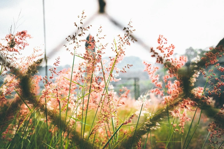 a bird sitting on top of a lush green field, pexels contest winner, pink grass, overexposed photograph, garden with flowers, close up of lain iwakura