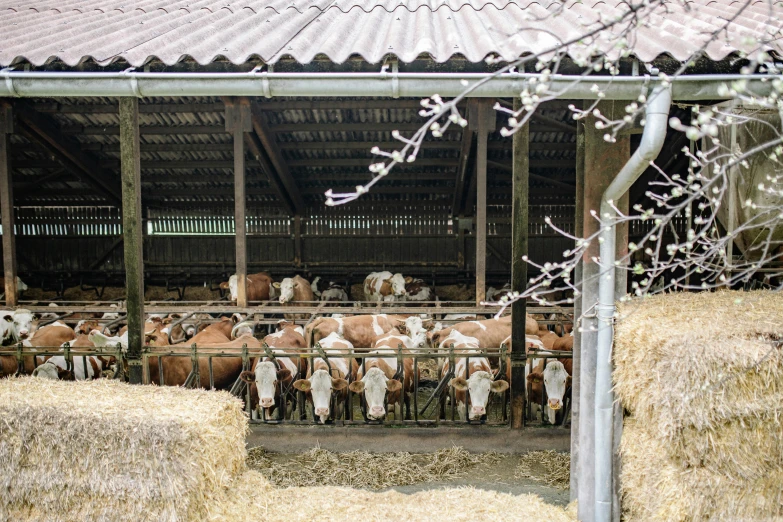 a barn filled with lots of brown and white cows, by Jan Tengnagel, unsplash, shot on hasselblad, roots and hay coat, ready to eat, viewed from a distance