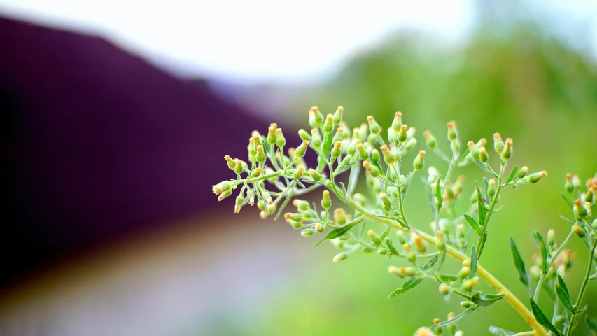 a close up of a plant with a blurry background, arabesque, ready to eat, mustard, high resolution, instagram photo