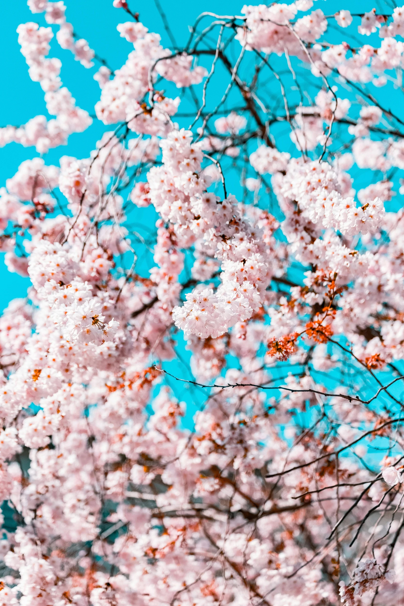 a bird is perched on a branch of a cherry tree, an album cover, by Niko Henrichon, trending on unsplash, cotton candy trees, sakura bloomimg, blue, full frame image