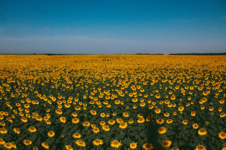 a field of sunflowers under a blue sky, an album cover, unsplash contest winner, color field, ukraine, 2 0 0 0's photo, far view, high quality product image”