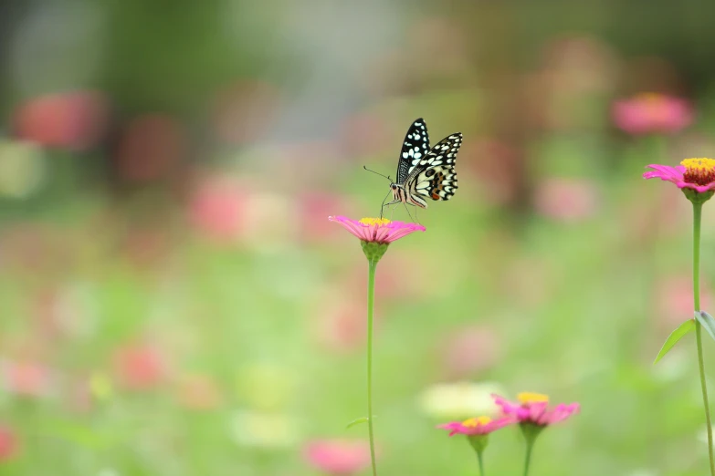 a butterfly sitting on top of a pink flower, by Yang J, minimalism, 8k 28mm cinematic photo, cottagecore flower garden, tall thin, bokeh )