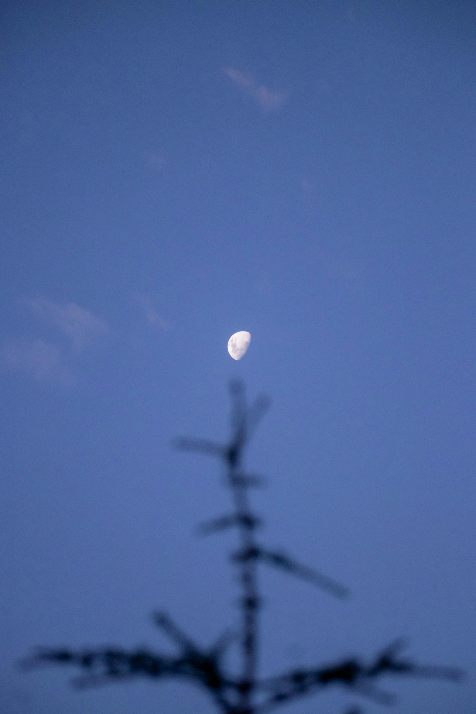 a close up of a tree with a moon in the background, by Peter Churcher, minimalism, cloudless blue sky, distant - mid - shot, cinematic shot ar 9:16 -n 6 -g, low dof