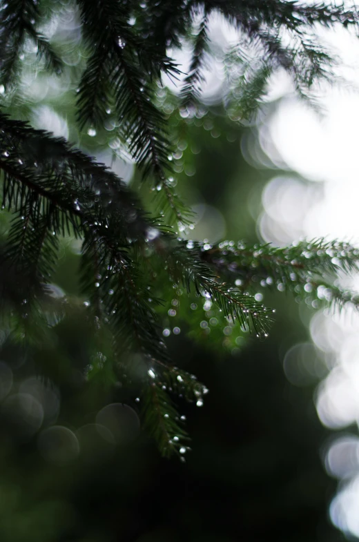 a pine tree with drops of water on it, inspired by Elsa Bleda, unsplash, multiple stories, full frame image, ((forest)), music video