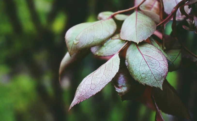 a close up of some leaves on a tree, a macro photograph, unsplash, gloomy colors, myrtle, instagram photo