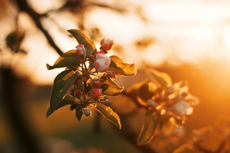 a close up of a flower on a tree, an album cover, by Eglon van der Neer, unsplash, sundown golden hour, apple trees, spring light, soft light - n 9