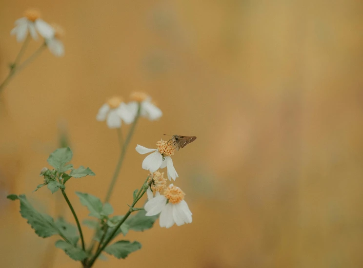 a close up of a flower with a butterfly on it, pexels contest winner, tonalism, chamomile, relaxed. gold background, shot on sony a 7 iii, low quality footage