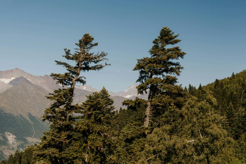 a herd of cattle standing on top of a lush green hillside, an album cover, unsplash, hurufiyya, tall pine trees, alaska, tangled trees, panorama distant view