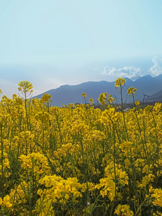 a field of yellow flowers with mountains in the background, a picture, unsplash, color field, like jiufen, high quality product image”