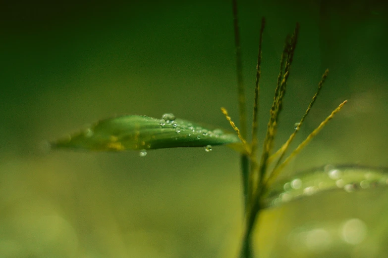 a close up of a plant with water droplets on it, a macro photograph, inspired by Elsa Bleda, unsplash, art photography, green meadow, paul barson, digital artwork