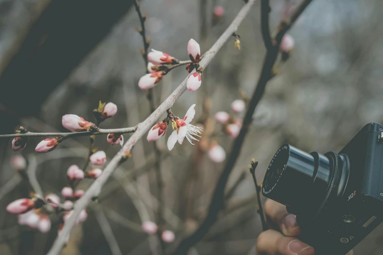 a close up of a person holding a camera, a picture, by Adam Marczyński, trending on pexels, lush sakura, plant sap, vintage photo, manuka