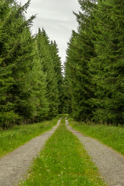 a dirt road in the middle of a forest, spruce trees on the sides, green pastures stretch for miles, 2019 trending photo, today\'s featured photograph 4k