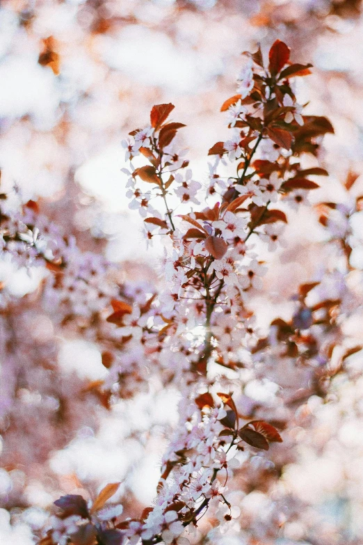 a bird sitting on top of a branch of a tree, an album cover, by Niko Henrichon, trending on pexels, romanticism, lush sakura, full frame image, a still of an ethereal, manuka