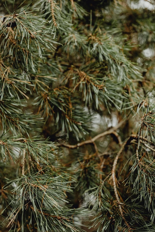 a close up of a branch of a pine tree, sustainable materials, muted green, f / 2 0, fan favorite