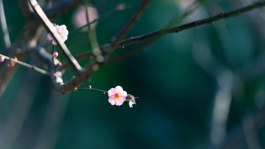 a small pink flower sitting on top of a tree branch, inspired by Tani Bunchō, unsplash, minimalism, lpoty, mai anh tran, shot on sony a 7, computer wallpaper