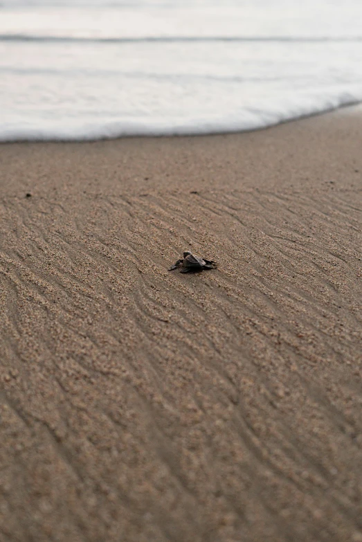 a close up of a small turtle on a beach, by Robbie Trevino, minimalism, wavy, slide show, smol, ocean view