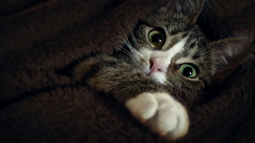 a cat laying on top of a brown blanket, a picture, shutterstock, looking surprised, gif, low-key, up close