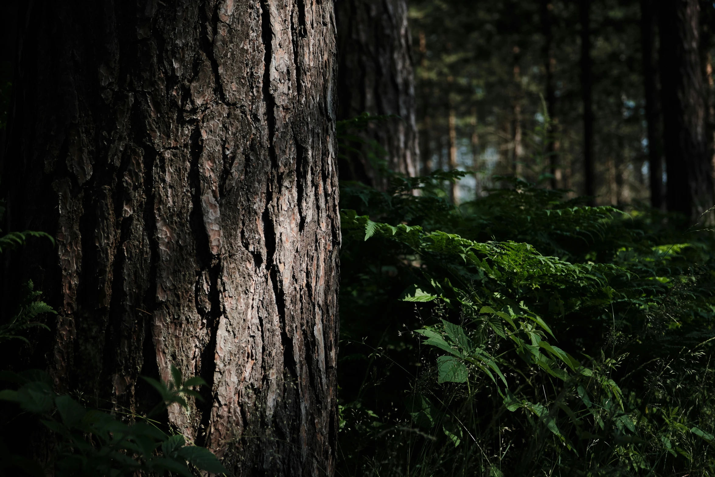 a fire hydrant sitting in the middle of a forest, inspired by Elsa Bleda, unsplash, hurufiyya, under the soft shadow of a tree, black fir, medium close-up shot, ((trees))