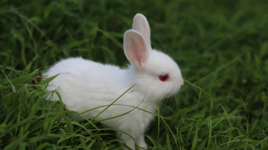 a white rabbit sitting on top of a lush green field
