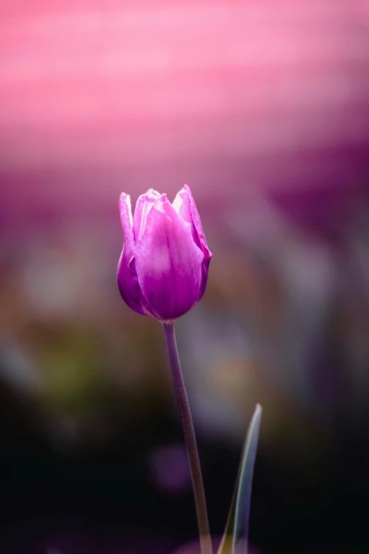 a single purple flower sitting on top of a lush green field, pexels contest winner, romanticism, tulip, ((purple)), paul barson, pink light