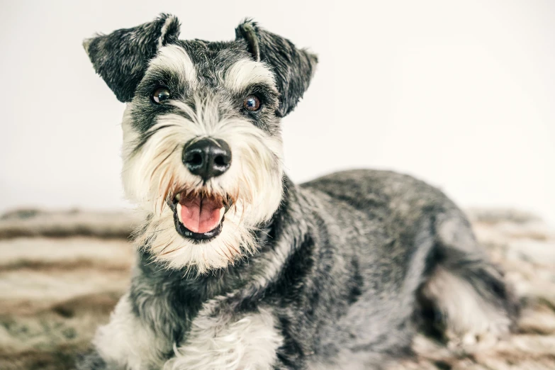 a close up of a dog laying on a rug, grey beard, welcoming grin, bark for skin, australian