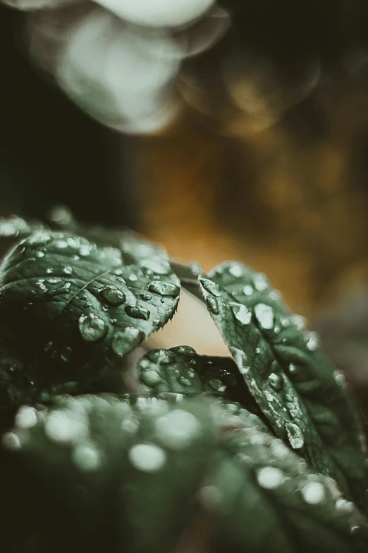 a close up of a leaf with water droplets on it, inspired by Elsa Bleda, trending on unsplash, renaissance, ilustration, multiple stories, marijuana leaves ) wet, moody ambiance