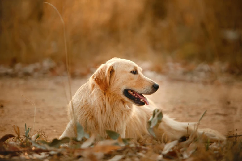 a dog that is laying down in the dirt, golden feathers, sitting in the forrest, smooth golden skin, unsplash photo contest winner