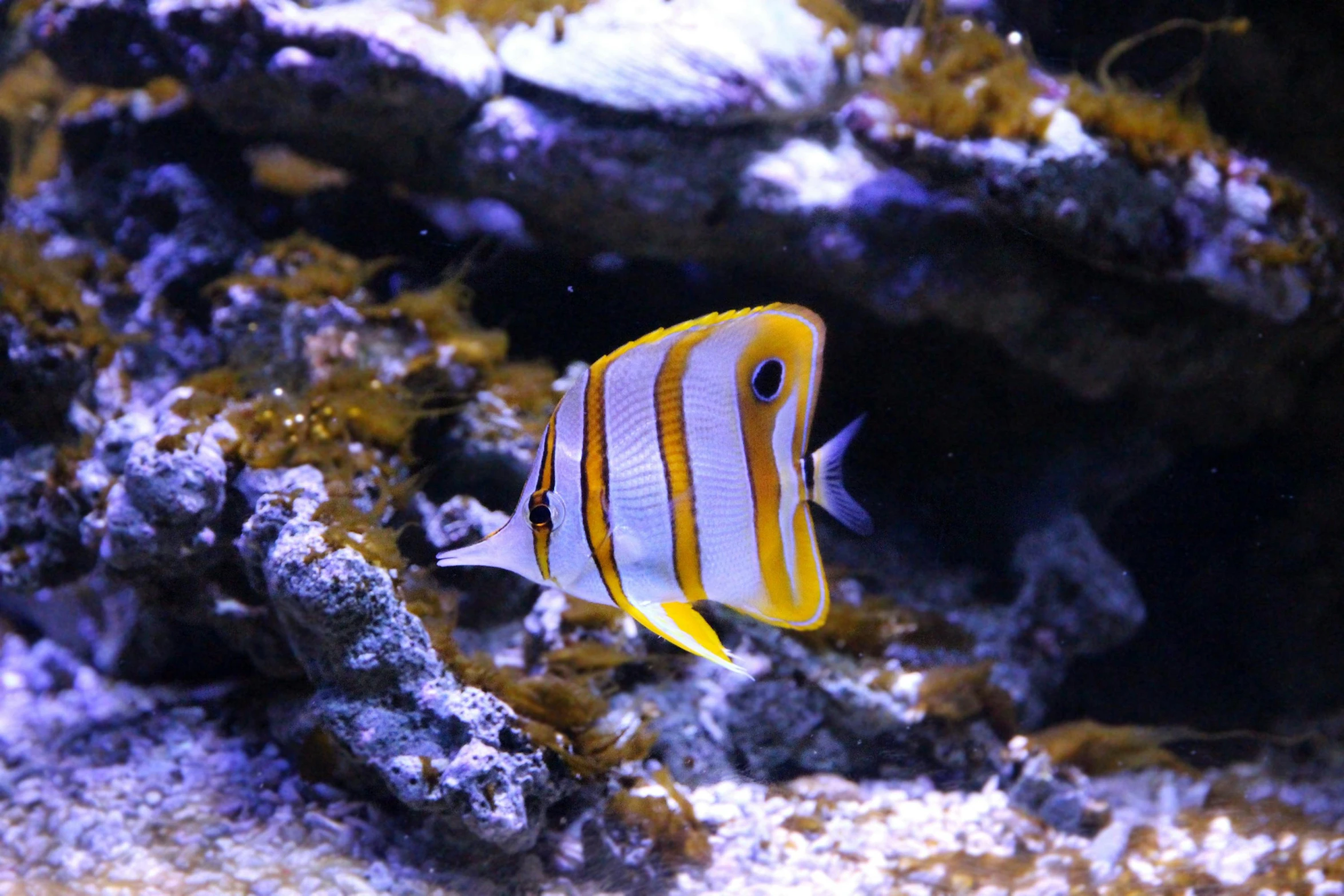 a close up of a fish in an aquarium, by Gwen Barnard, pexels, hurufiyya, square, sea butterflies, hansa yellow, vivid lines