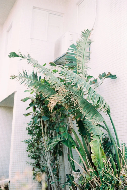 a man riding a skateboard up the side of a building, inspired by Elsa Bleda, unsplash, visual art, lush vegetation with ferns, palm tree, white building, expired color film