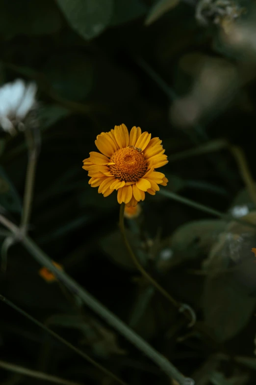 a yellow flower sitting on top of a lush green field, unsplash, on a dark background, yellow-orange, high resolution image, tall thin