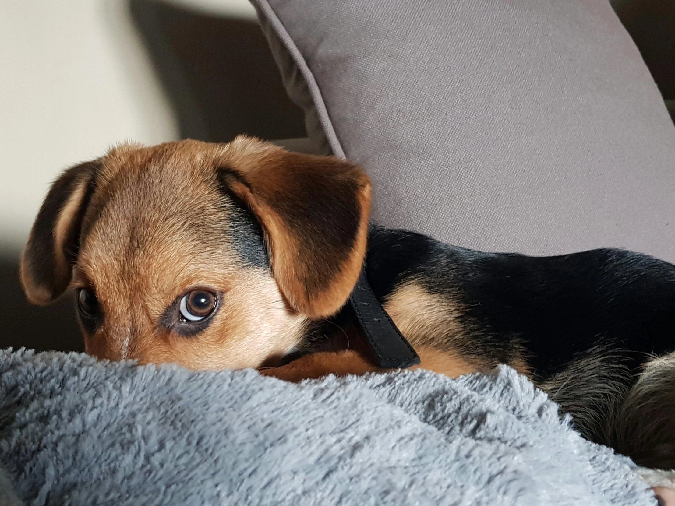 a brown and black dog laying on top of a blue blanket, by Emma Andijewska, pexels contest winner, cuddling her gremlings, sitting on a sofa, short brown hair and large eyes, jack russel dog