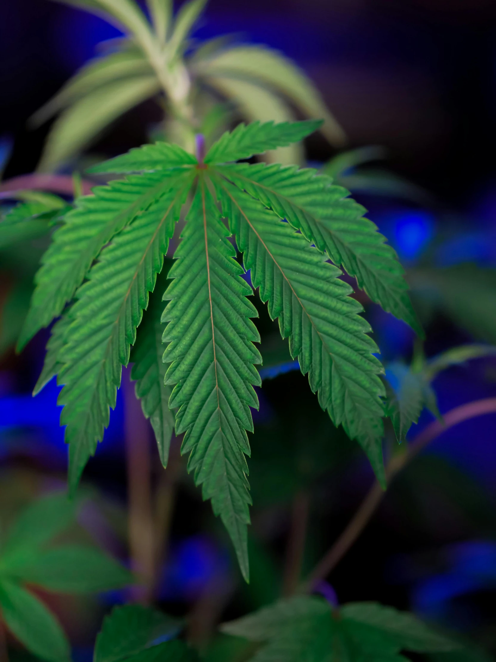 a close up of a plant with green leaves, a hologram, princess of cannabis, high blue lights, high quality product image”, low iso