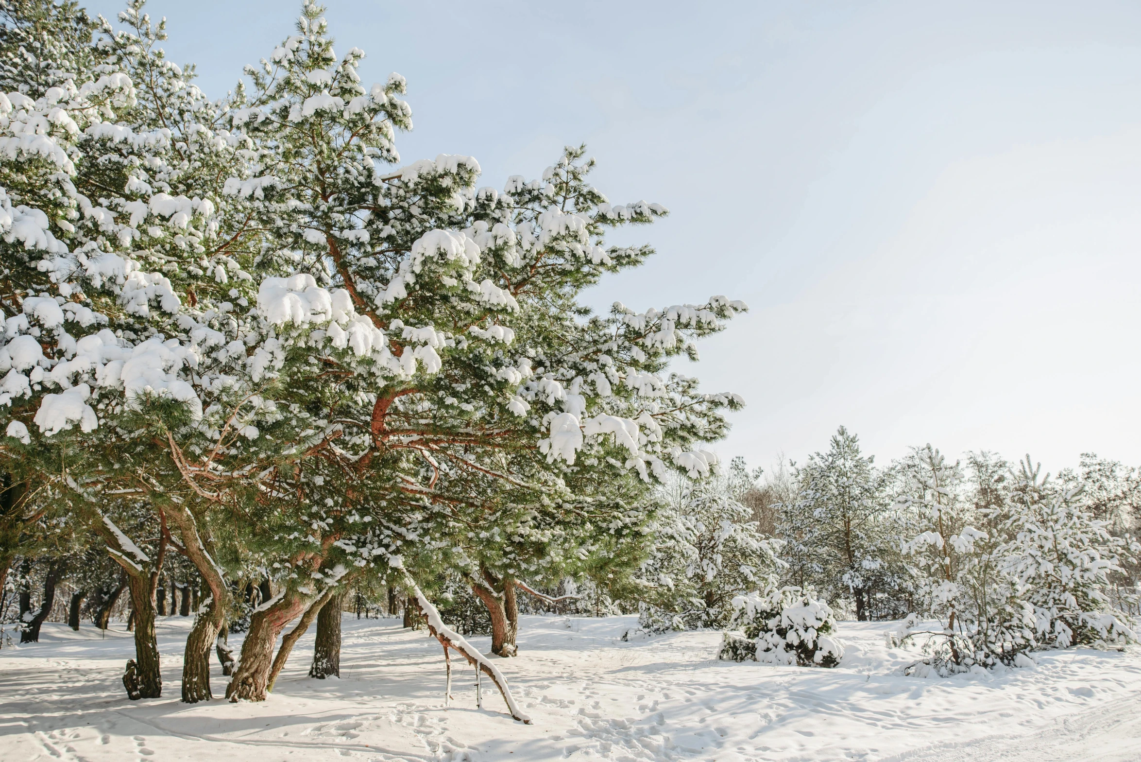 a man riding a snowboard down a snow covered slope, a photo, by Emma Andijewska, unsplash, visual art, beautiful pine tree landscape, (3 are winter, russian landscape, against a winter garden