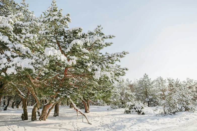 a man riding a snowboard down a snow covered slope, a photo, by Emma Andijewska, unsplash, visual art, beautiful pine tree landscape, (3 are winter, russian landscape, against a winter garden