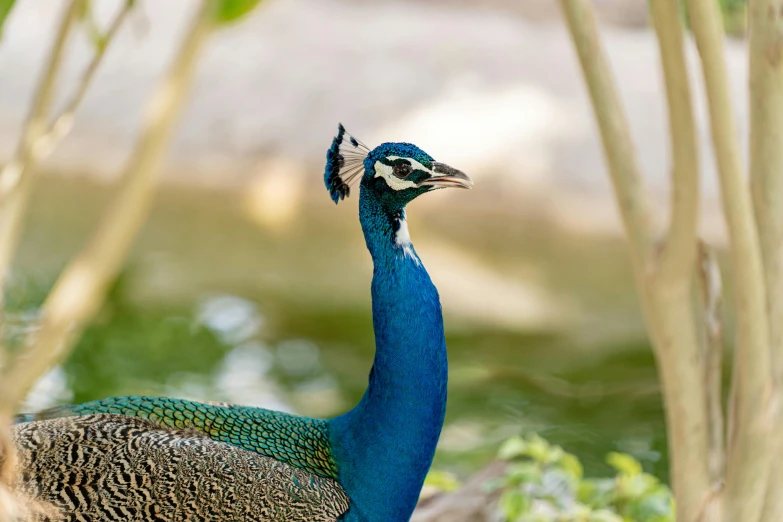 a peacock standing on top of a lush green field, a portrait, pexels contest winner, hurufiyya, avatar image, teals, diadem, a handsome