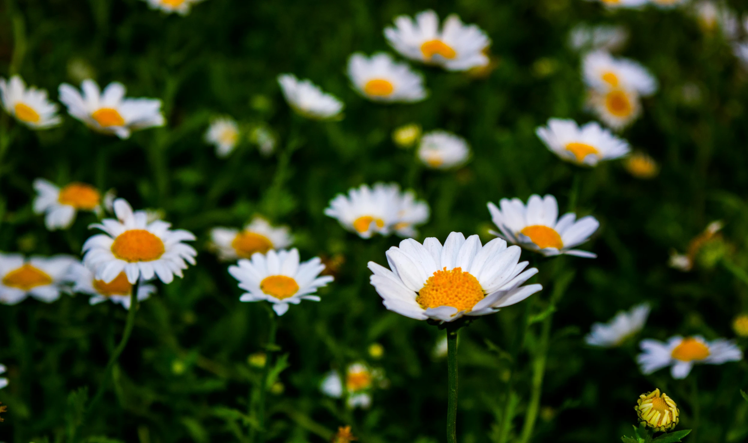a field full of white and yellow flowers, an album cover, pexels contest winner, fan favorite, daisy, gardening, white and orange